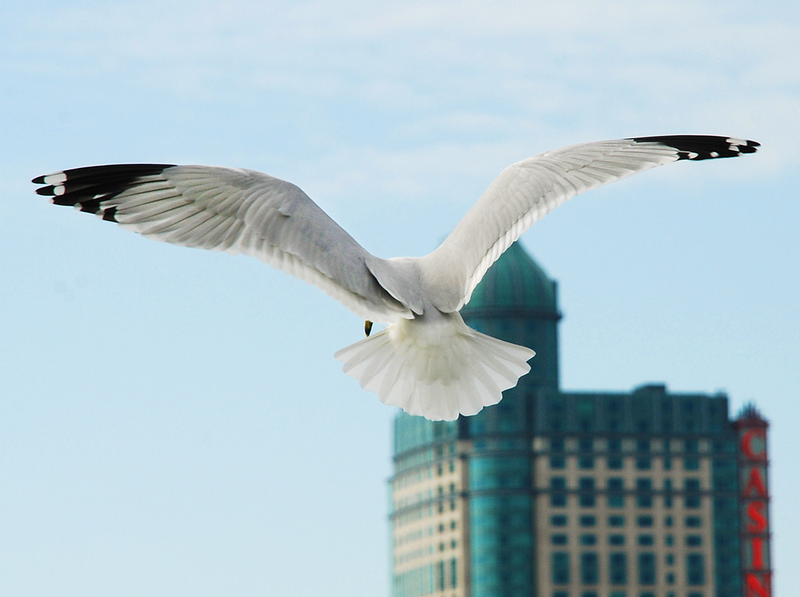 Seagulls weren’t listed, but look at those tips!